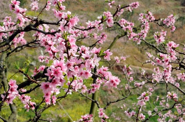 [德陽(yáng)]松林桃花